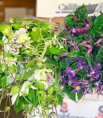 Große auswahl an clematis bio. California Grown White Clematis And Dutch Grown Purple Clematis Florabundanceinc Florabundanceinc Instagram Pho Clematis Purple Clematis White Clematis