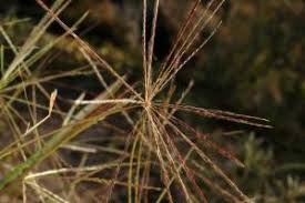 Image result for Enteropogon