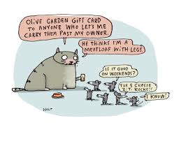 Pin On Cat Stuff