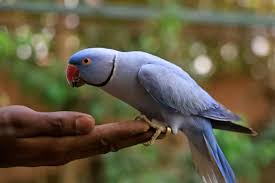 Home delivery and pick up available for buy/sell at your door step. Man Stomps Bird To Death In Pet Store After Being Denied Refund
