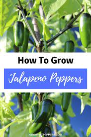 How to grow jalapenos from seeds indoors. How To Grow Jalapenos From Seeds Indoors The Guide Ways