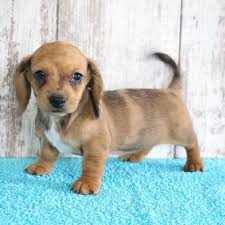 Mcallen / edinburg (mca) monroe, la (mlu) san antonio (sat) san marcos, tx (tsu). Delma Female Akc Dachshund Pup For Sale At Shipshewana Indiana Small Dogs For Sale Small Puppies For Sale Puppies For Sale Near Me