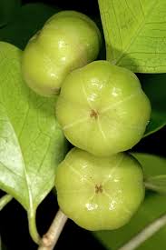 Image result for Heywoodia