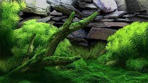 Online store offering custom size high quality static cling & non cling cage backgrounds. 50 Best Aquarium Backgrounds Free Premium Templates