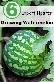6 Expert Tips For Growing Watermelon In Your Garden Growing Watermelon Can Be A Challen Organic Gardening Tips How To Grow Watermelon Organic Vegetable Garden