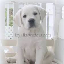 English labrador puppies for sale near me. 68 White Labs Ideas In 2021 Lab Puppies Labrador Labrador Puppy