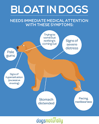 Preventing Bloat In Dogs With These Top Diy Remedies Dogs Naturally Dog Safety Dog Illnesses Dog Health Tips