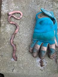 Image result for Aneilema arenicola