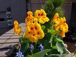 可食用花卉有哪些 這些 高顏值 鮮花竟然也可以入菜 園藝部落格 igarden 花寶愛花園園藝文摘plus edible flowers flowers plants