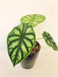 This growth habit almost makes the leaf tops feel and look like scales, which is why it is part of the dragon alocasia family. Alocasia Silver Dragon Grunpflanzen Pflanzen Der Palmenmann