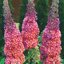 Check spelling or type a new query. Bicolor Butterfly Bush Gurney S Seed Nursery Co