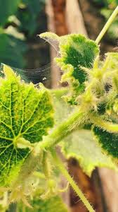 Image result for spider mites cucumber plants