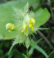 Image result for Rhinacanthus xerophilus