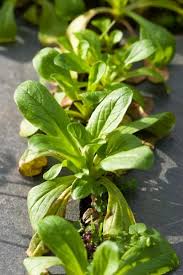 Zu diesem zeitpunkt sind die salatpflanzen etwa 15 bis 20 cm hoch gewachsen. Rund Ums Jahr Eigenen Salat Ernten Erprobter Anbauplan