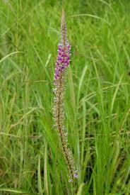 Image result for Uraria picta