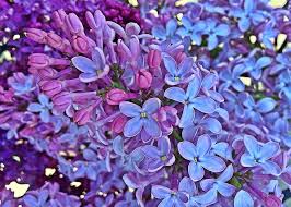 Poze orhidee floral violet floră fundal floare roz. 99 De Poze Superbe Care Povestesc Despre PrimÄƒvarÄƒ Efoartebine Ro