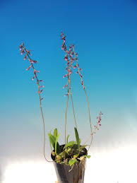 Image result for Bulbophyllum saltatorium