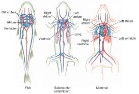 Term:fish a = 2 chambered heart. Plan Of Vertebrate Circulatory Systems Circulation Internal Fluids And Respiration Activity Of Life