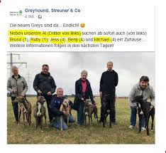 Ut enim ad minim veniam. Greyhounds Streuner Co 64625 Bensheim