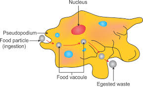 I Draw A Neat Labelled Diagram Of Amoeba Ii What Is The Function Of Pseudopodia In Amoeba Science Topperlearning Com S8qq8en33