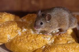 Thankfully, we do not have to suffer in silence when our homes are invaded by rodents or bugs as there is a myriad of pest control methods to choose from. Mypestnews