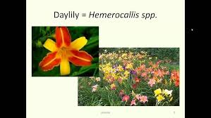 Image result for Liliaceae