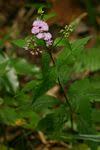 Image result for Vernonia wollastonii