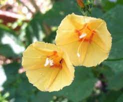 Ipomoea Hederifolia Morning Glory Yellow Orange Trumpet Pumpkin 8 Seeds Ebay Morning Glory Seeds For Sale Yellow Blossom