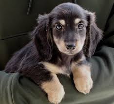 Check spelling or type a new query. Dachshund Puppies For Sale Lake Carolyn Parkway Irving Puppyfind Miniature Dachshund Pu Dachshund Puppies For Sale Dachshund Puppies Dachshund Puppy Miniature