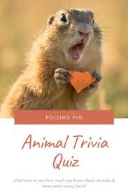 Here at mantelligence, i'm the resident expert on great conversation starters and the best questions to ask. 13 Quiz Night Ideas Quiz Pub Quiz Fun Quiz