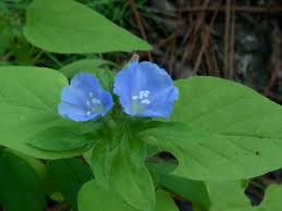 Image result for Jacquemontia