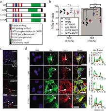 Aminler( ana atom olarak azota sahip olan organik bileşikler ve fonksiyonel gruplardır. Angiomotin Links Rock And Yap Signaling In Mechanosensitive Differentiation Of Neural Stem Cells Molecular Biology Of The Cell