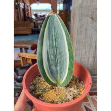 Sansevieria masoniana whale fin snake plant growing in the landscape animal kingdom walt disney world. Sansevieria White Whale Fin Limited Shopee Malaysia