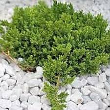 Juniperus procumbens 'nana' common name: Japanese Garden Juniper
