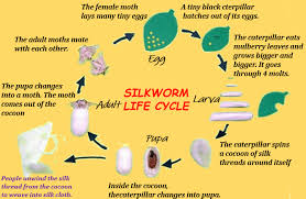 We did not find results for: How Is A Lifecycle Of Silkworm Tutorix