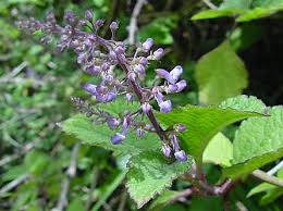 Image result for Plectranthus swynnertonii