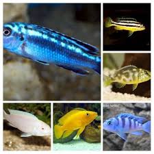 Mengganti sebagian air dalam akuarium memungkinkan anda mengontrol kadar limbah dan toksin secara lebih cermat. Ikan Hias Air Tawar Paket Cichlid Mini Usa Aquarium Aquascape Shopee Indonesia