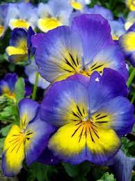 Mh8920 Shop Redbubble Pansies Flowers Viola Flower Beautiful Flowers