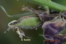 Image result for Rhynchosia mannii