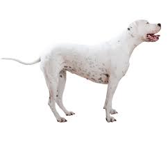 Dogo Argentino Dog Breed Facts And Information Wag Dog