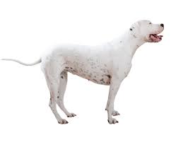 dogo argentino dog breed facts and information wag dog