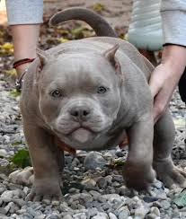 nusha american bully pocket female muscle boom kennel american bully american bully pitbull american pitbull terrier puppy