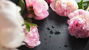 We did not find results for: Silgranit Sink Colors Browse Silgrant Colors Blanco