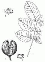 Image result for Khaya grandifoliola