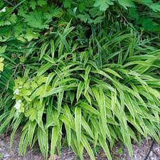 Image result for Seddera suffruticosa