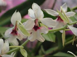 Image result for Calanthe
