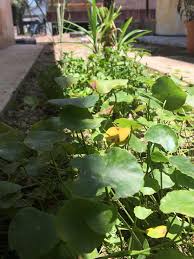 Di sini saya terangkan cara mudah untuk menanam pudina di dalam untuk tidak bagi pokok pudina tumbuh menegak sahaja, kita cubit pucuknya apabila sudah mula ada lima hinggga tujuh helai daun. First Time Pengalaman Tanam Pokok Sayur Lidya Izzati