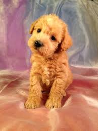 The lack of laws, regulations, and enforcement, at both the iowa also does not have state oversight of federally licensed commercial dog breeders and dealers. The Best Schnoodle Breeders In Iowa