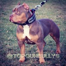 Call 770.510.9175 for pricing american bull xl american bully xl for sale american bully xl price american bully xl puppies for sale american bully xl black american bully xl weight american bully xl size Xl Bully Puppies For Sale Ireland The Y Guide
