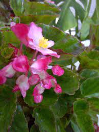 How To Propagate Houseplants Begonia Plants Are Easily Propagated From Stem Tip Or Leaf Cuttings Plants Potted Plants Outdoor Begonia